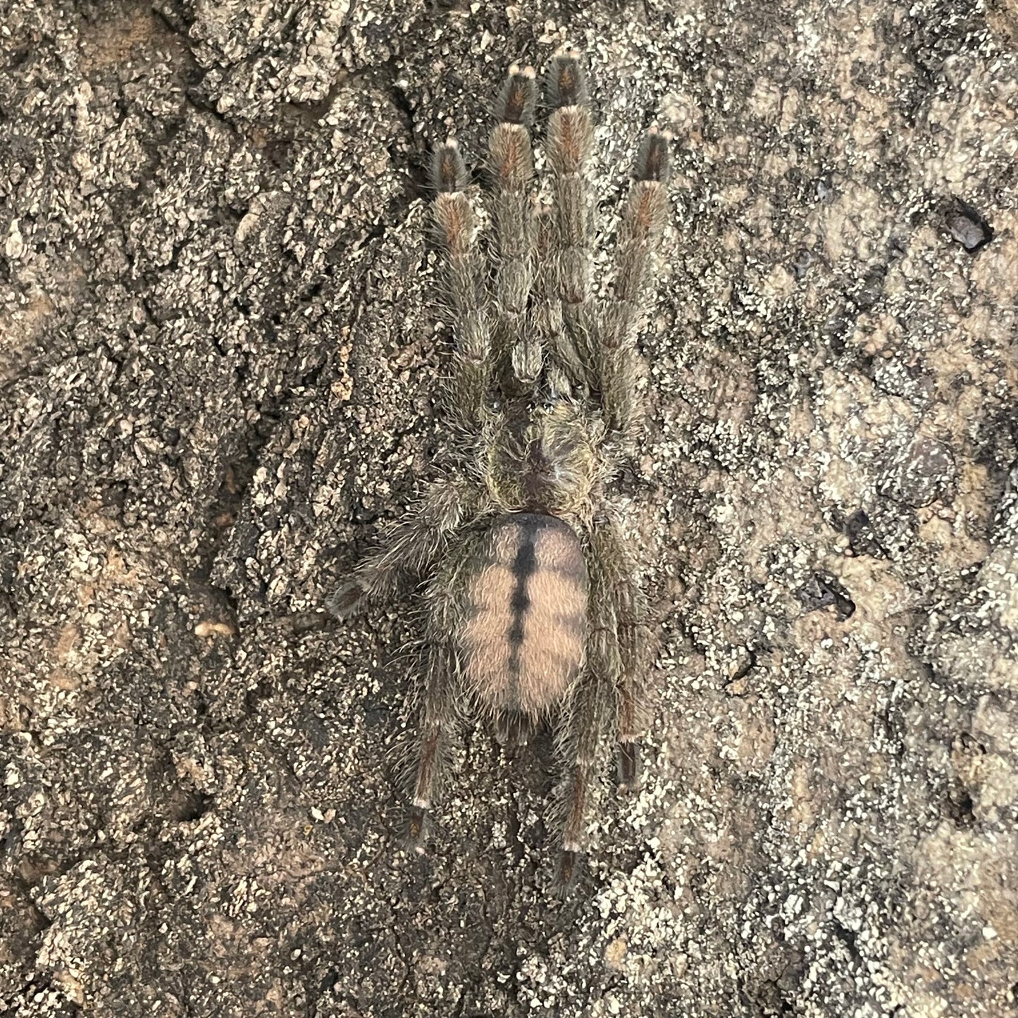 Psalmopoeus Cambridgei (Trinidad chevron tarantula)