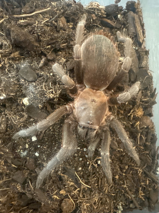 Aphonopelma burica (costa rican blue front) *pair*