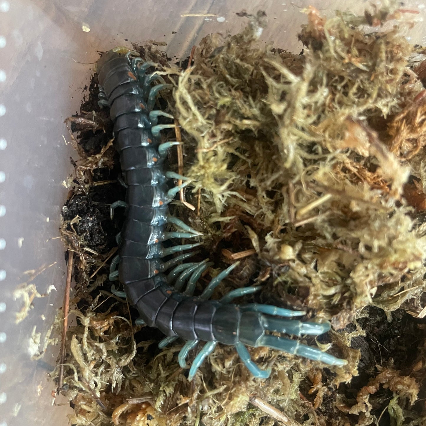 Ethmostigmus sp. Borneo Blue