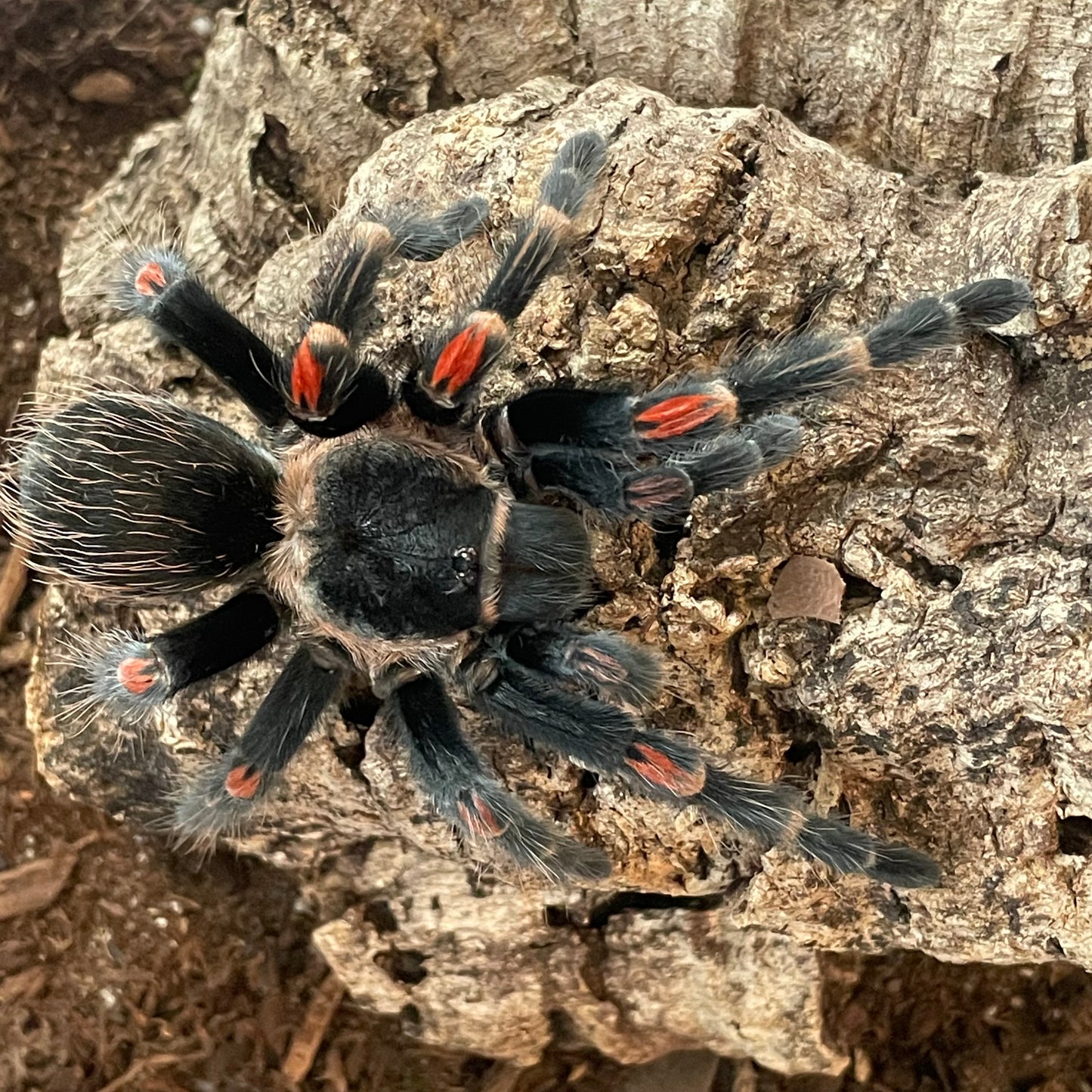 Brachypelma auratum (Mexican Flame Knee)