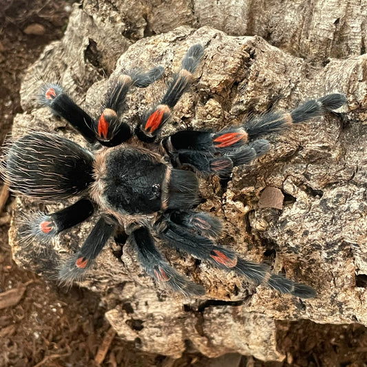 Brachypelma auratum (Mexican Flame Knee)