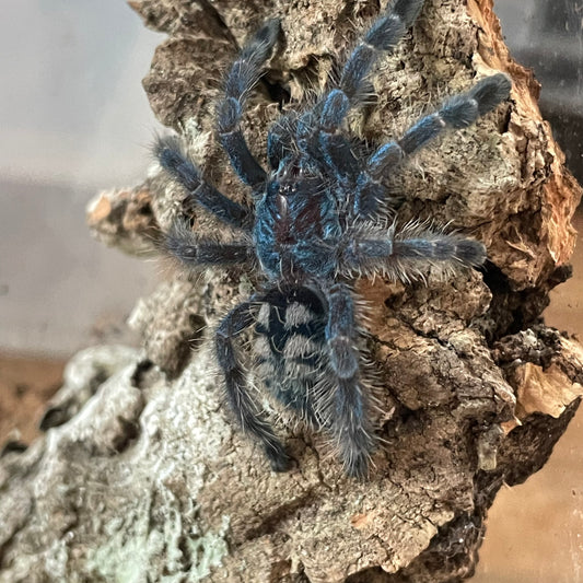 Caribena Versicolor