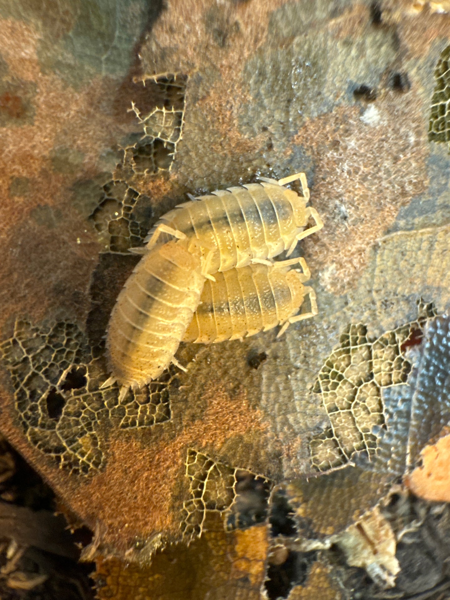 Porcellio Scaber "Yellow Snow"