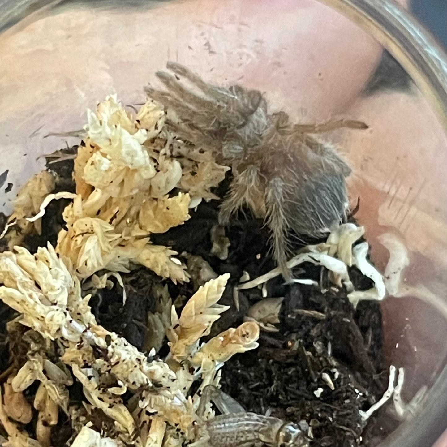 Aphonopelma sp 'Encinos'