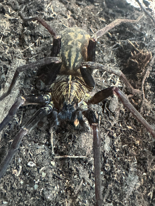 Macroctenus kingleyi, Golden Blue Femur Wandering Spider