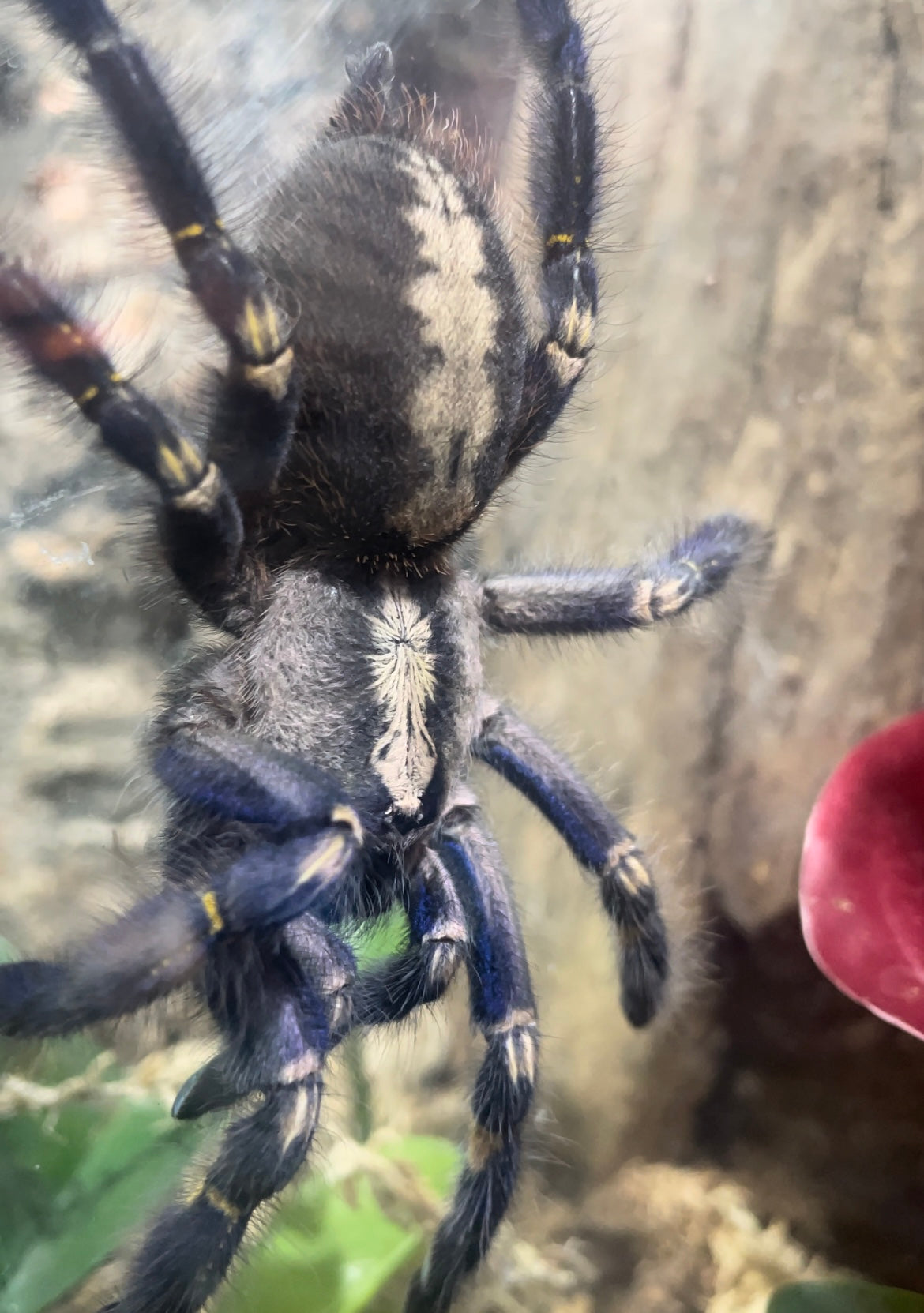 Poecilotheria Metallica (Gooty sapphire ornamental)